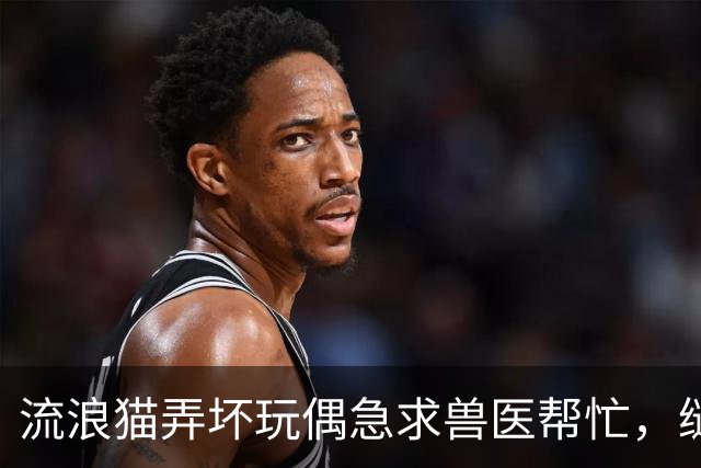 流浪猫弄坏玩偶急求兽医帮忙，缝补进行中它全程陪护，眼神满是担忧：快救救我的好朋友！